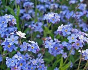 Forget-Me-Not (blue) (Perennial)