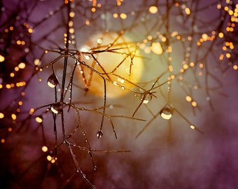 Nature Photography, Harvest Moon, Trees, Raindrops, Night Sky, Autumn, Fine Art print, Home Decor.