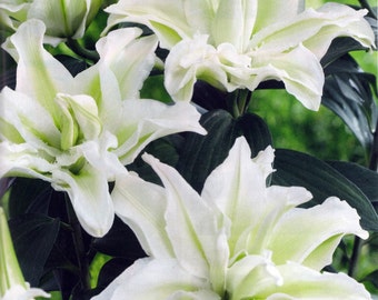 Annika Double Oriental Rose Lily 2 Bulbs - Huge Double Blooms - Fragrant