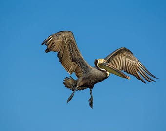 Brown Pelican in Flight