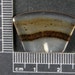 Handcut Montana Agate Cabochon AM13