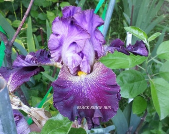 Tall Bearded Iris TIME WILL TELL 1999 plum berry