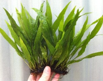 Java Fern Mat | Microsorum Pteropus - Easy Tropical Live Aquarium Plant
