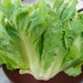 Escarole (Endive) Seeds- Cornetto di Bordeaux- Heirloom- 300+