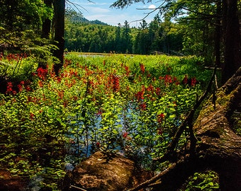 Adirondack Landscape Photograph, Adirondack Photography, Nature Photograph, Flower Print, Adirondack Fine Art, Adirondack Decor
