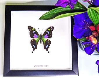 Taxidermy wall decor real purple butterfly in shadowbox Graphium weiskei BAGW