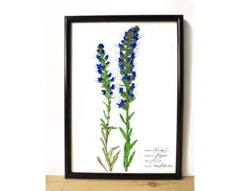 Blueweed botanical print - Blue flower print - Botanical poster - Floral illustration - Botanical art