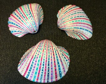 Hand Painted Shells in a Wooden Shadow Box: A Seaside Mandala