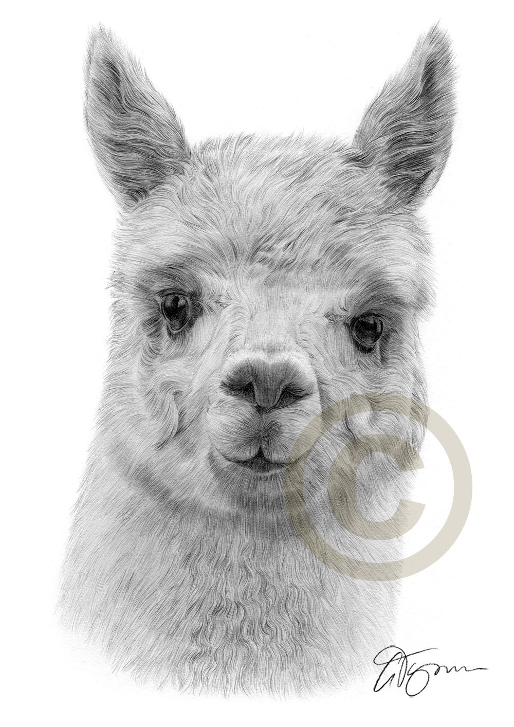 Alpaca pencil drawing print A4 size artwork signed by