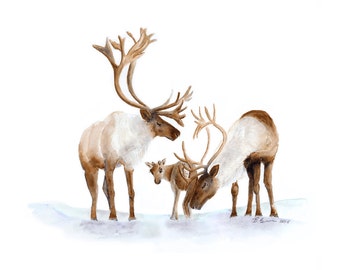 Image result for white reindeer art