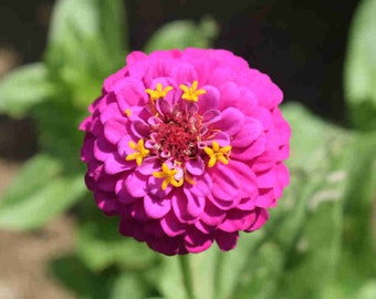 Coloring Pages Zinnia : Coloring page. sd209 Coloring Pages Zinnia : Coloring page. sd209
