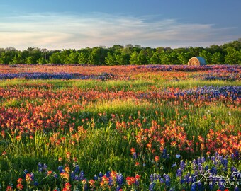 Wildflower Field Photo | "Texas Wildflower Field" | Texas Wall Art | Texas Landscape - TX Bluebonnets and Indian Paintbrushes Home Decor Art