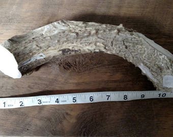 Naturally Shed Deer Antler Jumbo Dog Chew