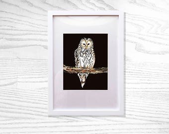 Limited Edition Owl Fine Art Print