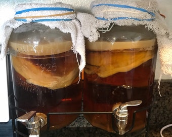 Mermaids Kombucha SCOBY