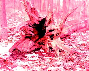 24x36 Tree Stump Poster