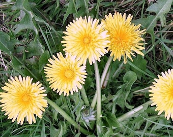 Dandelion organic herb seeds 0.30gr 450 - 470seeds