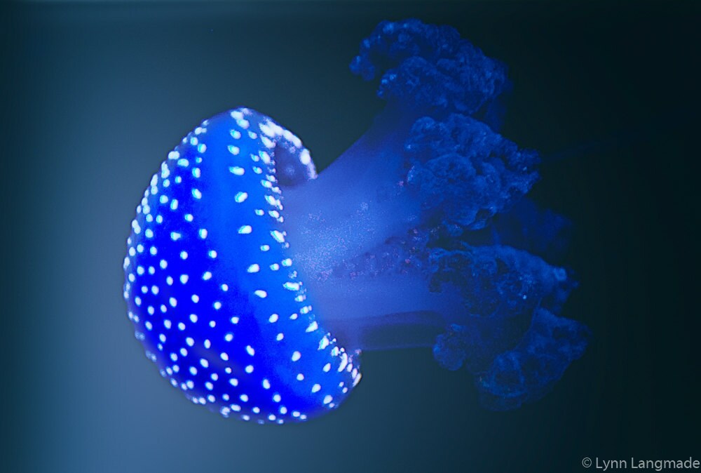 Jellyfish Photography electric blue jellyfish print 8x10