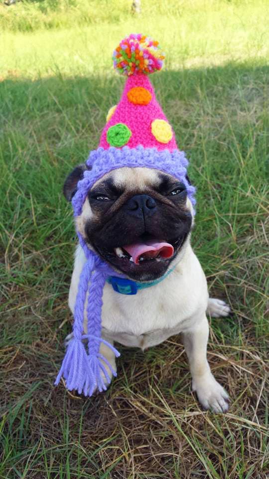 birthday party dog hat costume cats and small dogs the