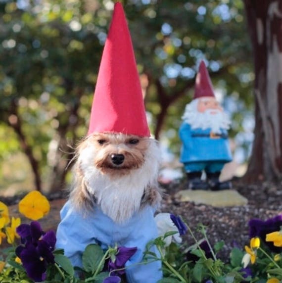 Image result for dog dressed up as a gnome
