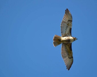 Red-tailed Hawk -- Handmade Greeting Card // Massachusetts Birds // Bird Photography // 5 x 7 Card // Hawk Photo Card // Cambridge MA