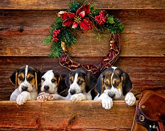 Foxhounds Christmas Cards