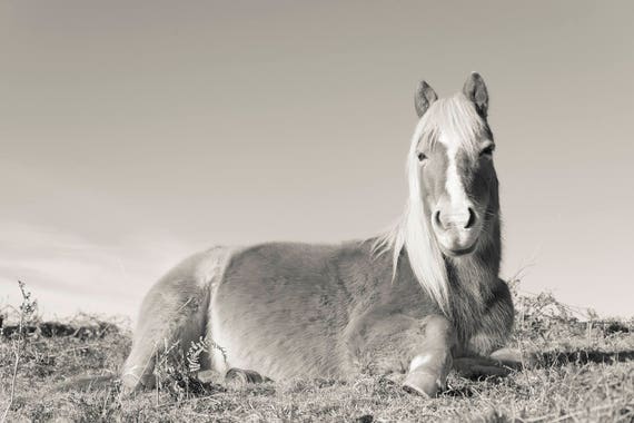 BLONDIE. Horse Photography, New Forest Pony, Equine Print, Limited Edition Print, Black And White Print.
