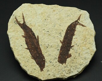 Fossil Fish genus Knightia, Wyoming