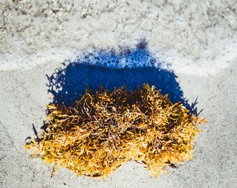 Photo Art Print - Washed Ashore in Yellow