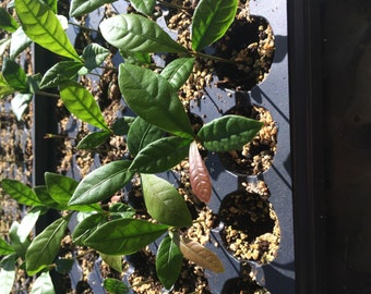Miracle Fruit Plant Seedlings