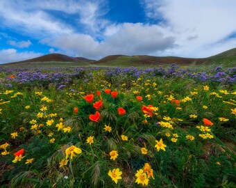 Spring Awakens - Landscape photo taken in Gorman, California of the wildflowers blooming.