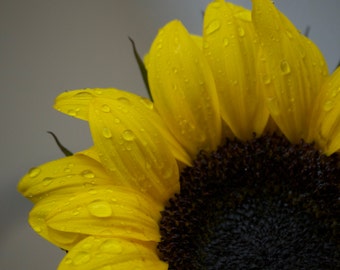 Peeking Sunflower after the rain. Limited edition.