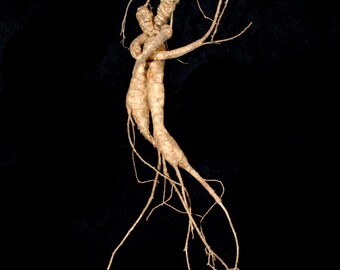 RARE Wild American Ginseng Man Root ~ 20 + years Certified North Carolina Wild American Ginseng, Xi Yang Shen