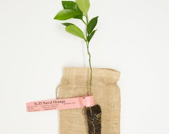 Navel Orange Citrus Tree - 12" Micro-budded Citrus Tree