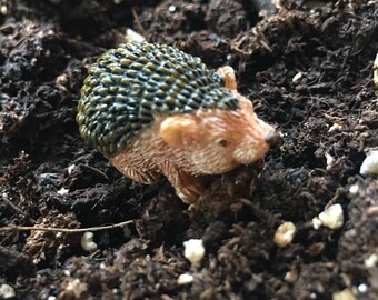 Hedgehog