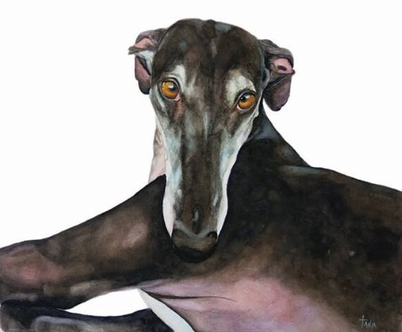 Download Spanish Greyhound Galgo Espanol Sighthound Galgo