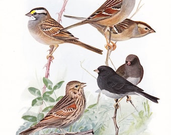 1917 Bird Print - Plate 82 - Sparrow - Vintage Antique Art Illustration by Louis Agassiz Fuertes 100 Years Old