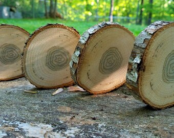 Wood Slices Set of 4
