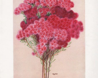 Vintage Botanical Print Antique Australian Flowers, pink plant print botanical lithograph print bookplate art print flower plants plant wall
