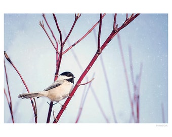 Nature Photography PRINT, Chickadee in the Snow-2, Wall Art
