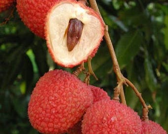 Sweet Heart Lychee 2 Feet Tall Airlayered Tree Ship in 1 Gal Pot