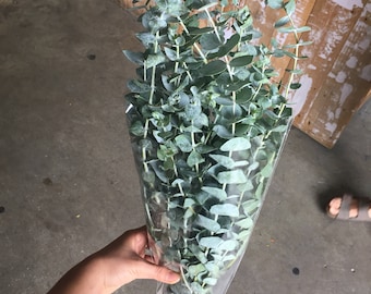 Fresh Baby Blue Eucalyptus/ Greenery/ Filler/Thankgiving/Holiday decor/Fall Flowers/Autumn Flowers/Decorations/Wholesale
