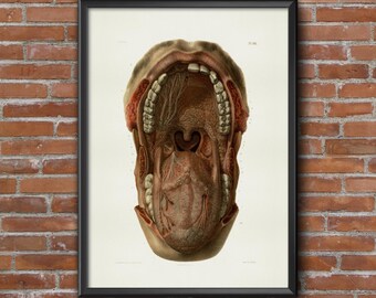 Old vintage Illustrations of Anatomy-Anatomy-medical Mouth Prints