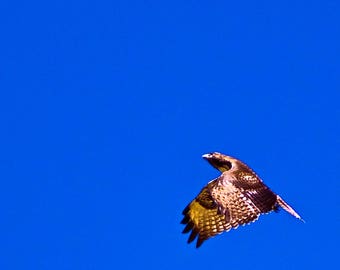Red Tail Hawk accelerating in Flight full color