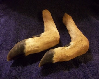 2 Deer Legs real animal bone weird taxidermy leg craft supply parts