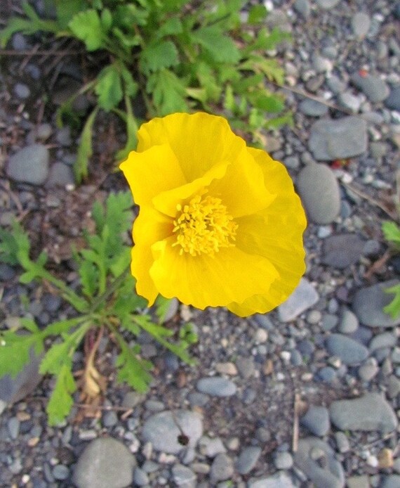Iceland Poppy Seeds Papaver nudicale