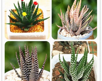 100 Pcs Haworthia Fasciata Seeds Aloe Vera Seeds Succulent Plant RARE JAPANESE Mini Milk