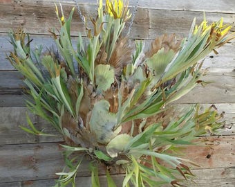 30 Year + Staghorn Fern