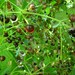 Madder Seeds 10 Seeds Rubia Tinctoria Seeds Dye Garden Red Natural Plant Dye Dyers Garden Natural Dye Seeds Madder Red Rose Pink Dye Plant