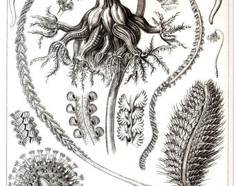 Ernst Haeckel CORALS Art Print Collectable Vintage 1974 Book PLATE 19 and 20 Pennatulacea and Sea Lilies